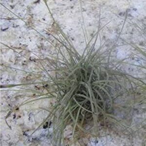 Florida Foliage: Purifying Air Plants in Bundles of 6